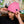 Load image into Gallery viewer, Dock Beanie - Pink
